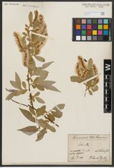 Foto von Salix alba L.